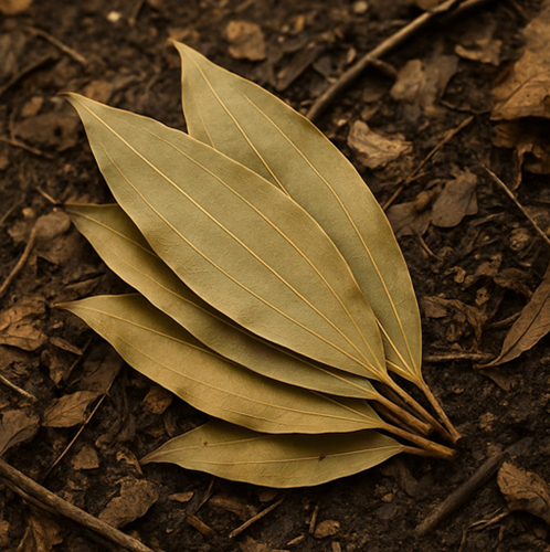 Bay leaf (Himalayan) <br>50 /100/250/ 500 Grms <br> ₹40/₹80/₹175/₹325